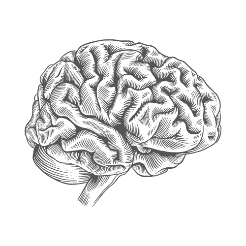 brain